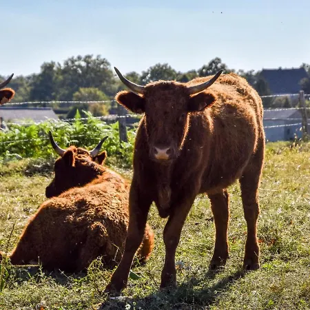 Countryside Escape Hébergement de vacances Calvinet